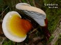 Ganoderma lucidum-amf818